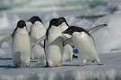 Penguins on ice